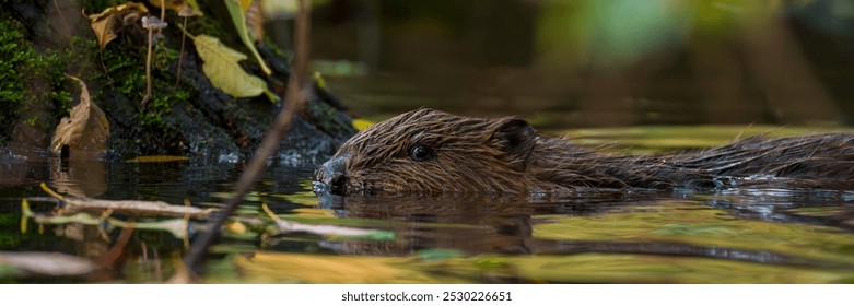 Eurasian beaver, Castor fiber. Beaver swimming in water on sunny autumn day.