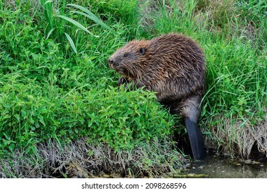 Eurasian beaver at dusk. Looking for food in the tall grass. On the riverside. Side view, closeup. Genus species Castor fiber.