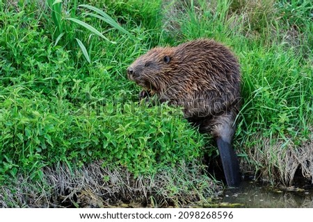 Eurasian beaver at dusk. Looking for food in the tall grass. On the riverside. Side view, closeup. Genus species Castor fiber.