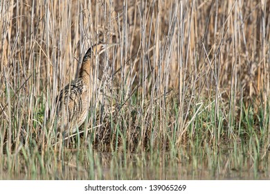 Eurasian Bittern