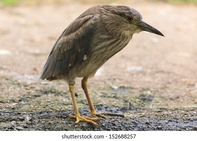 Eurasian Bittern