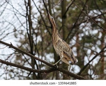 Eurasian bittern botaurus stellaris sitting on branch of tree in forest during spring migration. Rare brown heron in uncommon environment. Bird in wildlife.