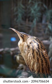 The Eurasian Bittern On The Zoo.