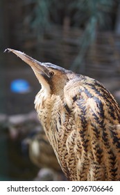 The Eurasian Bittern On The Zoo.