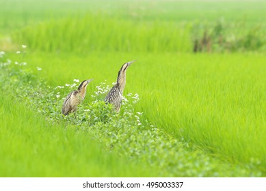 eurasian bittern(Botaurus stellaris)