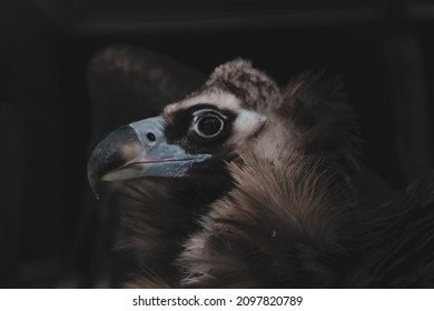 Eurasian Black Vulture Closeup Portrait