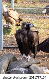 Eurasian Black Vulture Sit On A Grey Stone.