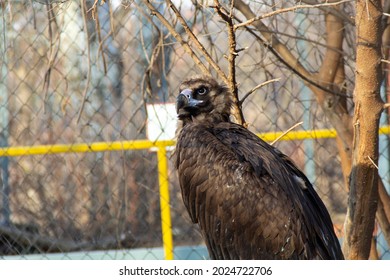 Eurasian Black Vulture Sit On A Grey Stone.