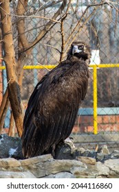 Eurasian Black Vulture Sit On A Grey Stone.