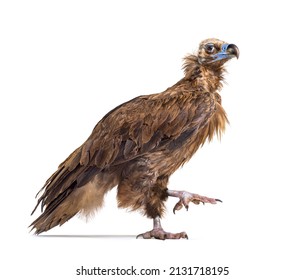 Eurasian black vulture walking, Aegypius monachus,