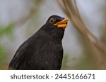Eurasian blackbird aka The common blackbird or Turdus merula close-up portrait. Singing with open beak. Funny animal photo.