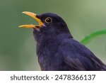 Eurasian blackbird aka The common blackbird or Turdus merula close-up portrait. Singing with open beak. Funny animal photo. 