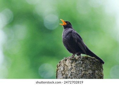 Eurasian blackbird aka The common blackbird or Turdus merula close-up portrait. Singing with open beak. Funny animal photo. Copy space. - Powered by Shutterstock