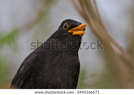 Eurasian blackbird aka The common blackbird or Turdus merula close-up portrait. Singing with open beak. Funny animal photo.