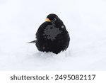 Eurasian blackbird or common blackbird (Turdus merula) male in snowfall sitting in snow in early spring.