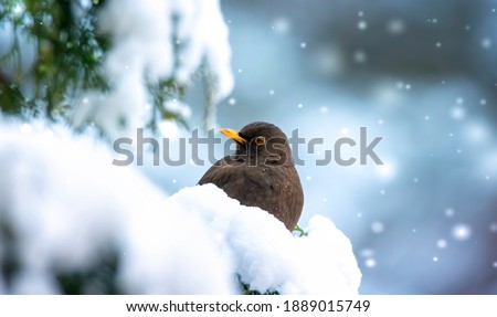 Eurasian Blackbird on bush with snow in winter, the best photo.