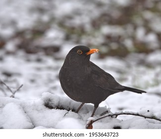  Eurasian Blackbird In The Snow.