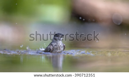 Eurasian blackcap (Sylvia atricapilla) bathing while water drops are splashing around