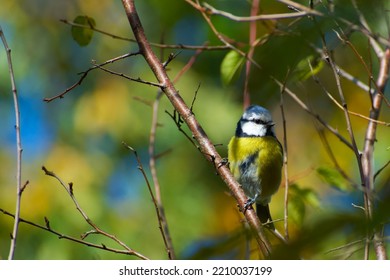 Eurasian Blue Tit Among Autumn Trees