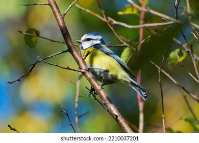 Eurasian Blue Tit Among Autumn Trees