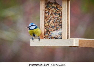 Eurasian Blue Tit Bird ( Cyanistes Caeruleus ) Eating Seeds From A Bird Feeder	