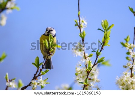 Similar – Image, Stock Photo titmouse spring