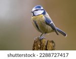 Eurasian Blue Tit (Cyanistes caeruleus) perched on log with blurred bright background