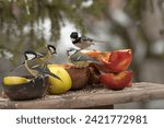 The Eurasian blue tit, Cyanistes caeruleus, small, cute bird standing on a birds table feeder in the garden with tits, looking for the remaining seeds. Close up picture in winter.