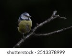 Eurasian Blue Tit (Cyanistes caeruleus) on a branch  in the forest of Noord Brabant in the Netherlands. Dark background.                        