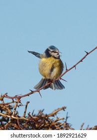 A Eurasian Blue Tit (Cyanistes Caeruleus) Perched On Thorny Hedge