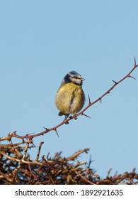 A Eurasian Blue Tit (Cyanistes Caeruleus) Perched On Thorny Hedge