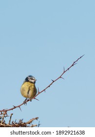 A Eurasian Blue Tit (Cyanistes Caeruleus) Perched On Thorny Hedge