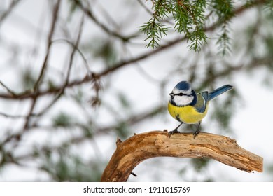 Eurasian blue tit (Cyanistes caeruleus) portrait of a small bird, sitting on a wooden branch in winter. Light background with soft focus and bokeh, copy space and place for text.
