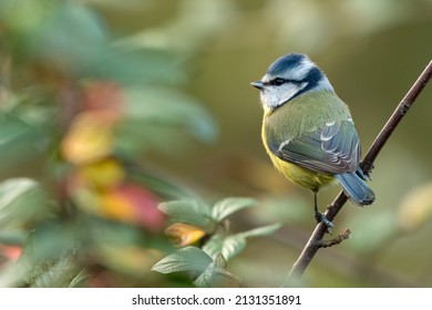 Eurasian Blue Tit (Cyanistes Caeruleus) Portrait, Norfolk, UK. Cute British Garden Bird. 