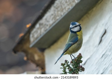 Eurasian Blue Tit (Cyanistes Caeruleus) Perches In Front Of A House. Cute Urban Wildlife Scene, Norfolk, UK.