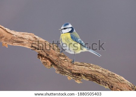 Similar – Eurasian Blue Tit