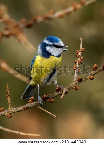 Similar – Eurasian Blue Tit