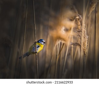 Eurasian Blue Tit on the reed with dramatic light. Beautiful small songbird singing in morning light.  - Shutterstock ID 2116622933