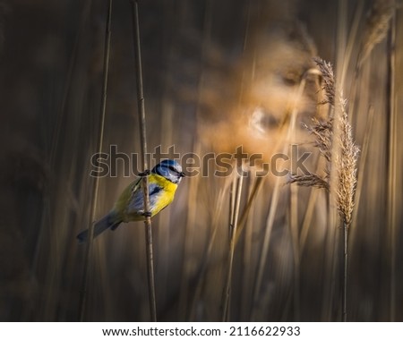 Eurasian Blue Tit on the reed with dramatic light. Beautiful small songbird singing in morning light. 