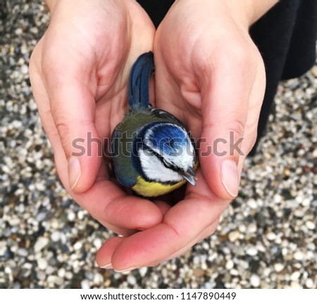 Eurasian blue tit sits in woman hands.
