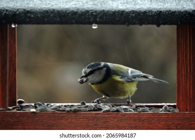 The Eurasian Blue Tit With A Sunflower Seed In Its Beak Sitting Inside A Wooden Bird Feeder, Rainy Weather
