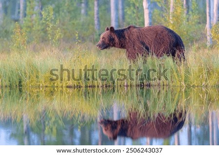 Similar – Brown Bear Adventure