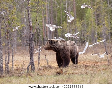 Similar – Braunbär Abenteuer