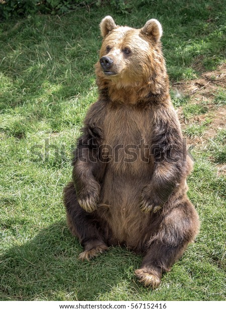 Eurasian Brown Bear Sitting Upright Stock Photo 567152416 | Shutterstock