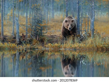 Eurasian Brown bear standing by a pond in the Finnish forests in autumn. 