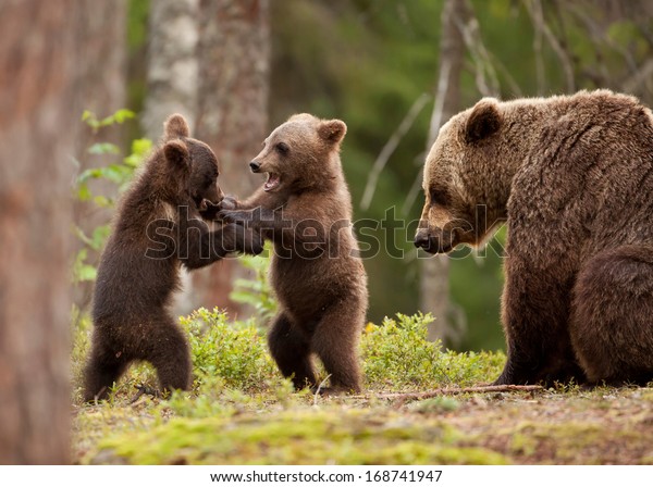 Eurasian brown bear (Ursos\
arctos) female and her playful cubs at the edge of a boreal forest,\
Finland.