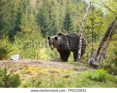 Similar – Brown bear on forest.