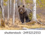 Eurasian brown bear (Ursus arctos arctos) is one of the most common subspecies of the brown bear, and is found in much of Eurasia. Wildlife scene of nature in Europe.