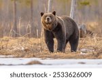 Eurasian brown bear (Ursus arctos arctos) is one of the most common subspecies of the brown bear, and is found in much of Eurasia. Wildlife scene of nature in Europe.