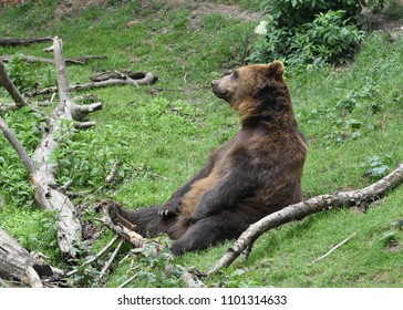 Eurasian brown bear (Ursus arctos arctos) also known as the common brown bear, European brown bear or European bear,  passing through a ravine